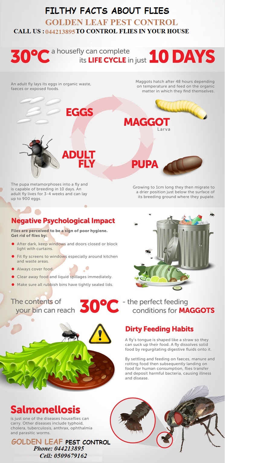 fly-infographic